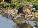 Blue-Winged Goose (WWT Slimbridge March 2012) ©Nigel Key